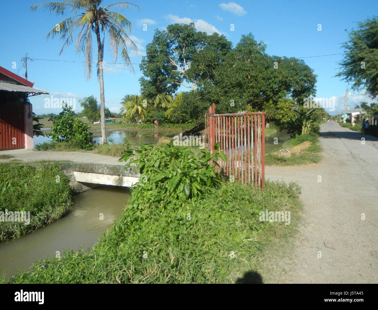 0251 Paddy fields trees irrigation Bantog San Miguel Bulacan Halls