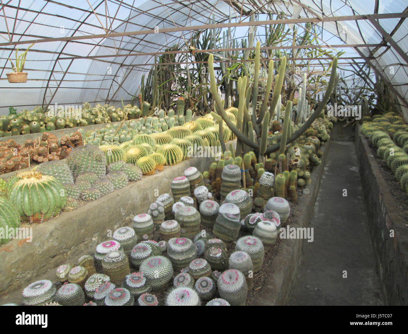 'Pinewood Cactus Nursery' Stock Photo Alamy