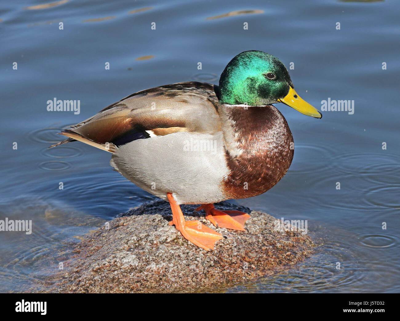 029 - MALLARD (12-05-2015) bernalillo co, nm -03 (23744278911) Stock Photo