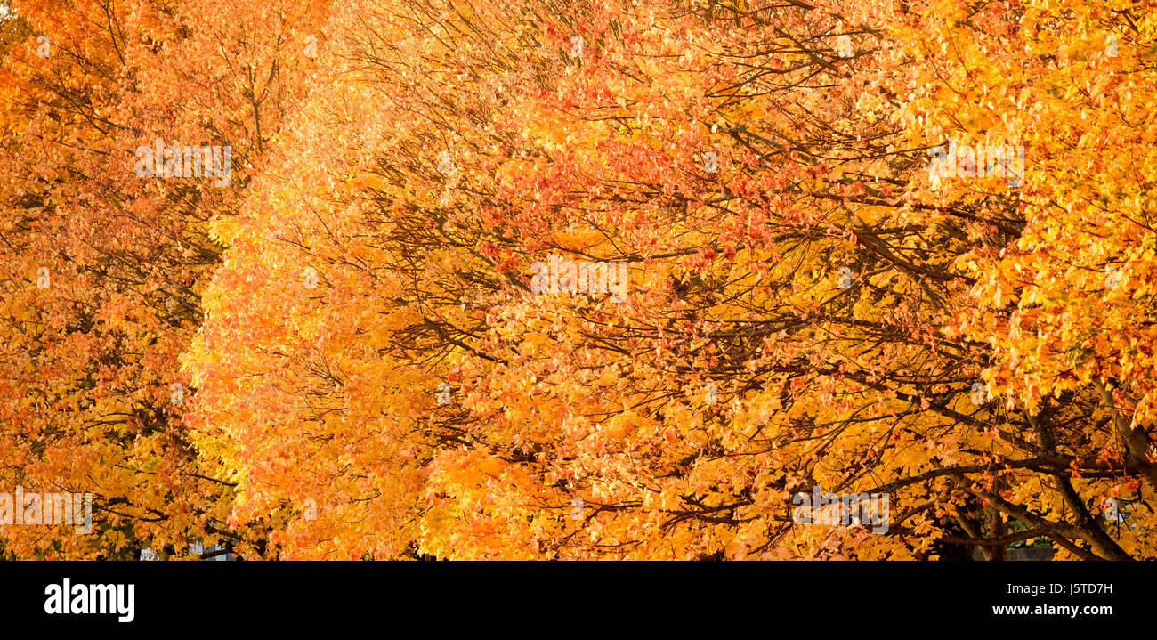Autumn Foliage Stock Photo