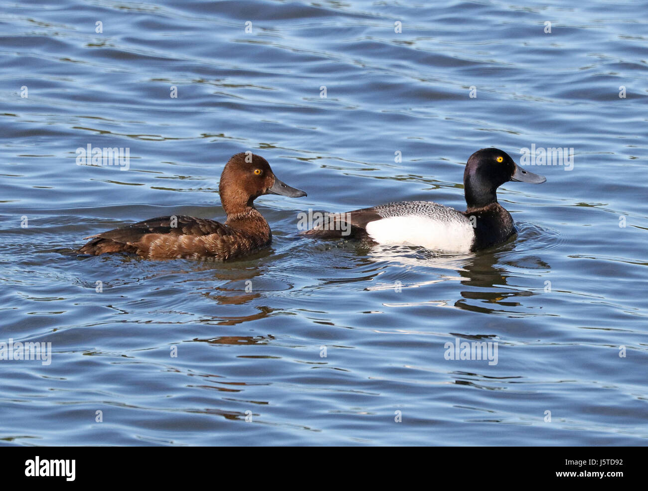 A photograph of the Greater Scaup, a species of diving duck, taken on June 7, 2016, in Anchorage, Alaska, showcasing the birdâ€™s natural environment and behavior. Stock Photo