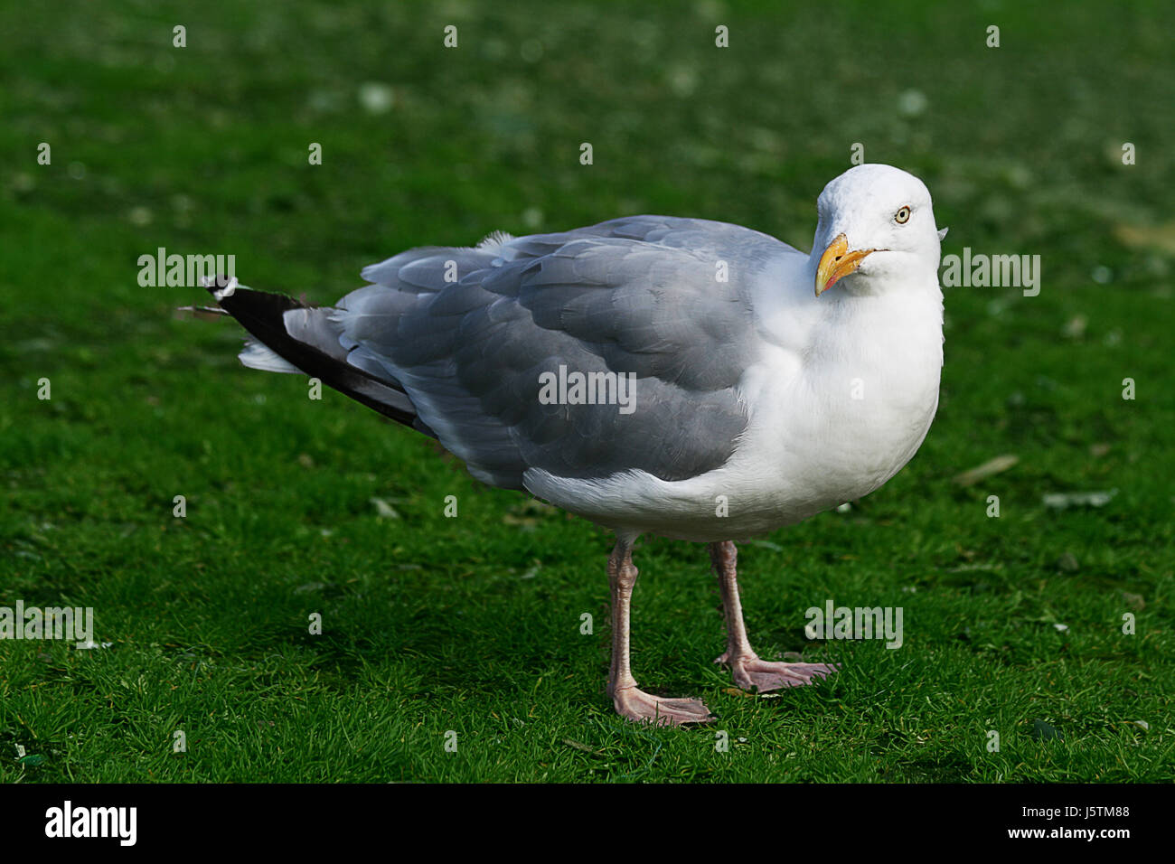 bird beach seaside the beach seashore birds silver feather water seagull gull Stock Photo