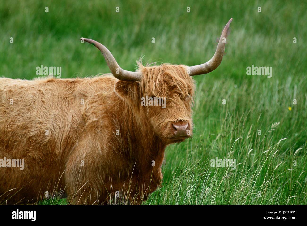brown brownish brunette horn hairs highland cornets cow bovine scotland buffalo Stock Photo