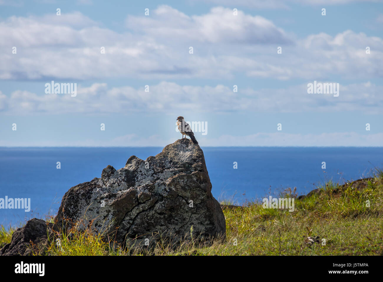 Chimango caracara falcon - Easter Island, Chile Stock Photo