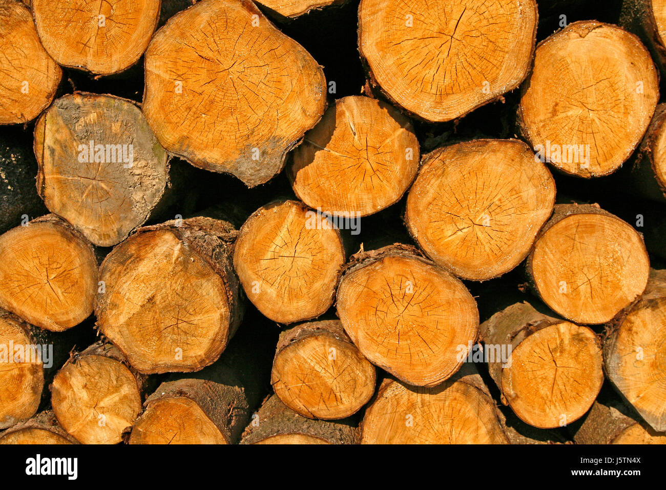 furniture tree trees wood backgrounds backdrop background trees