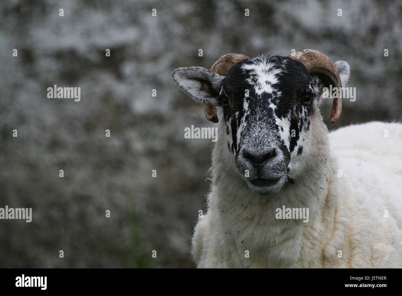 wild,goat,horn,blank,european,caucasian,sheep,cornets,scotland,scottish,scharz Stock Photo