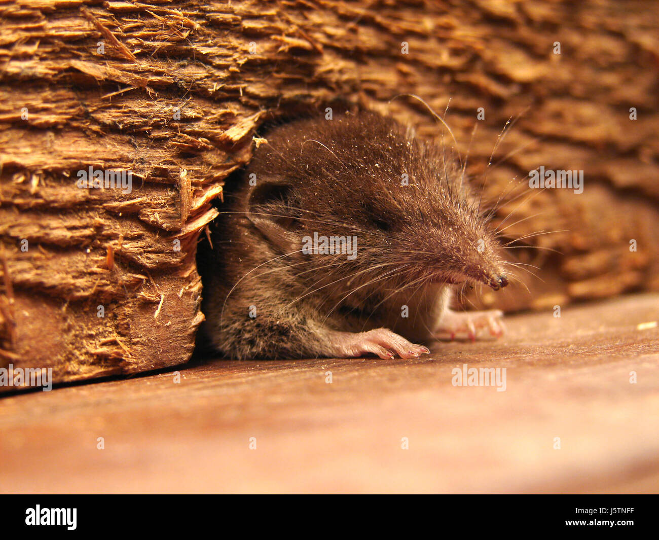 entrance,visit,insectivore,insectivorous,shrew,lodger,mousehole,winterquartier Stock Photo