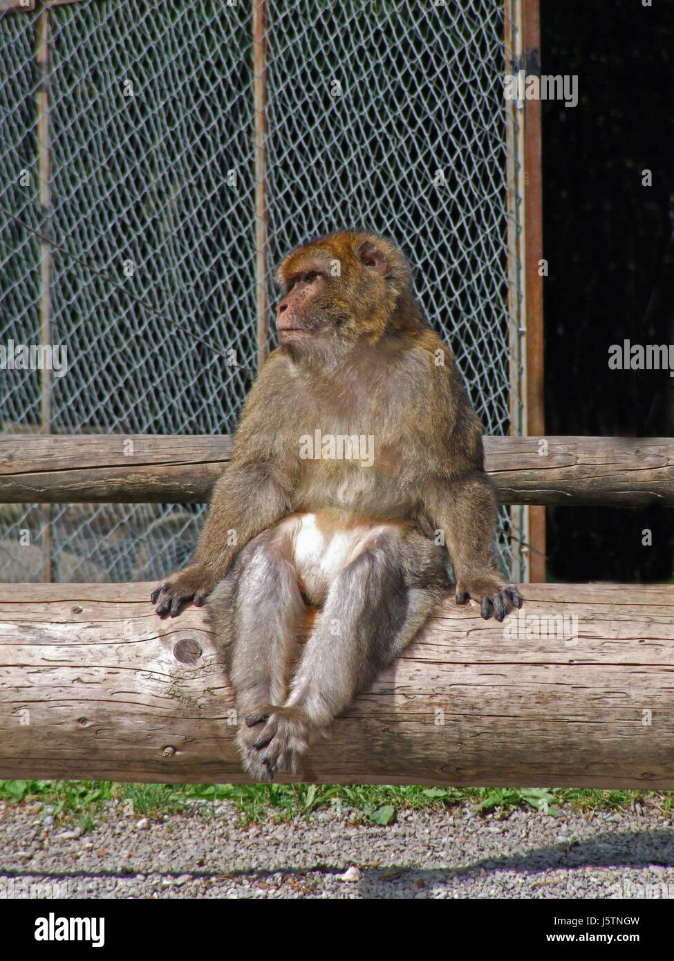 trunk monkey mammals apes primates berber allesfresser altweltaffen