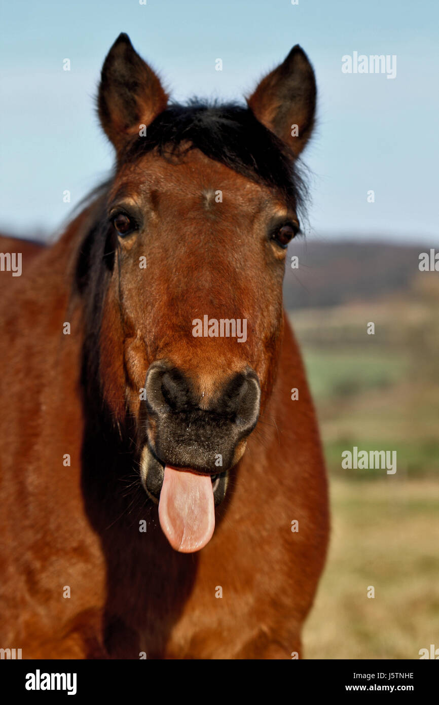 horse teeth tongue horses beastly stallion gelding anger resentment annoy waist Stock Photo