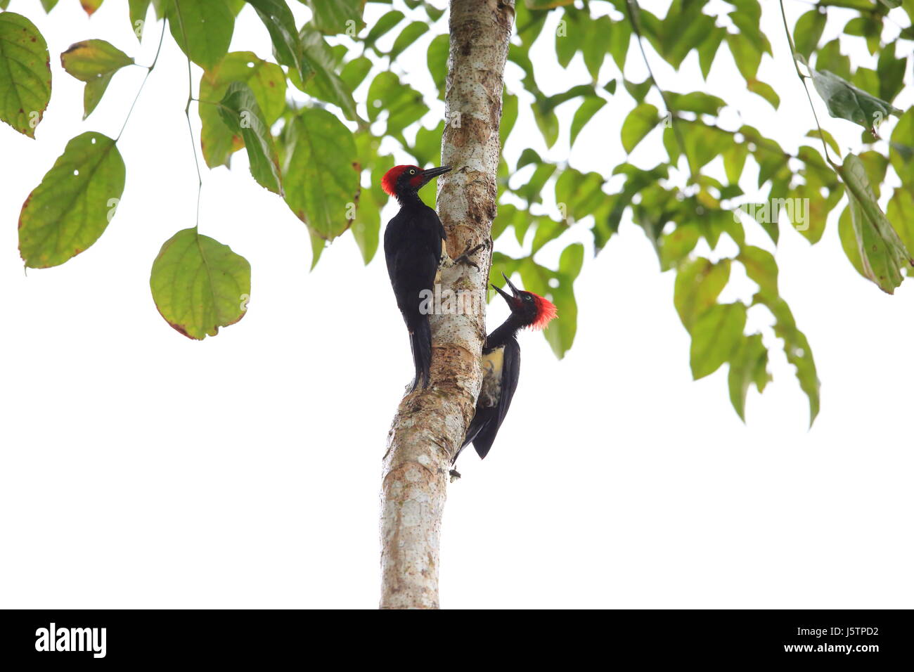 White-bellied woodpecker (Dryocopus javensis parvus) in Simeulue Island, western Sumatra, Indonesia Stock Photo