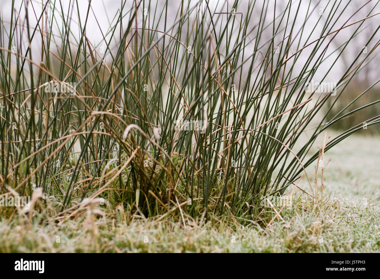 winter grasses long season bulrushes pale bright pure white snow white meadow Stock Photo
