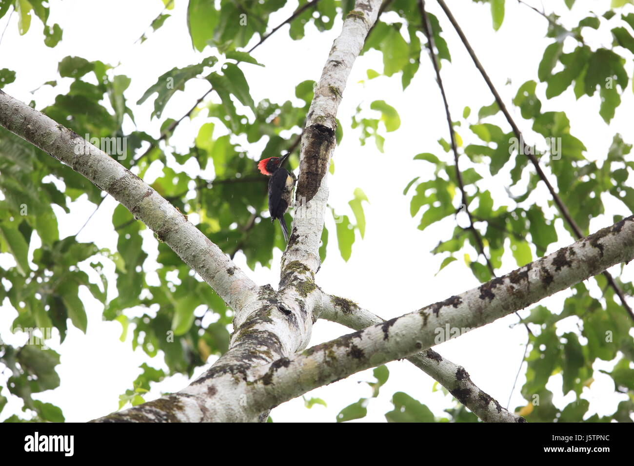 White-bellied woodpecker (Dryocopus javensis parvus) in Simeulue Island ...