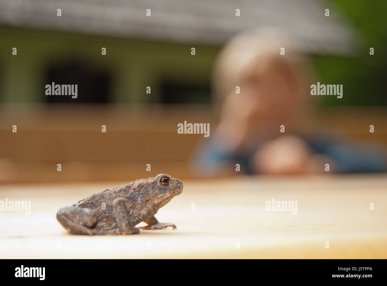 Common toad (Bufo bufo) newly metamorphosed juvenile with a child in the blurred background. Stock Photo