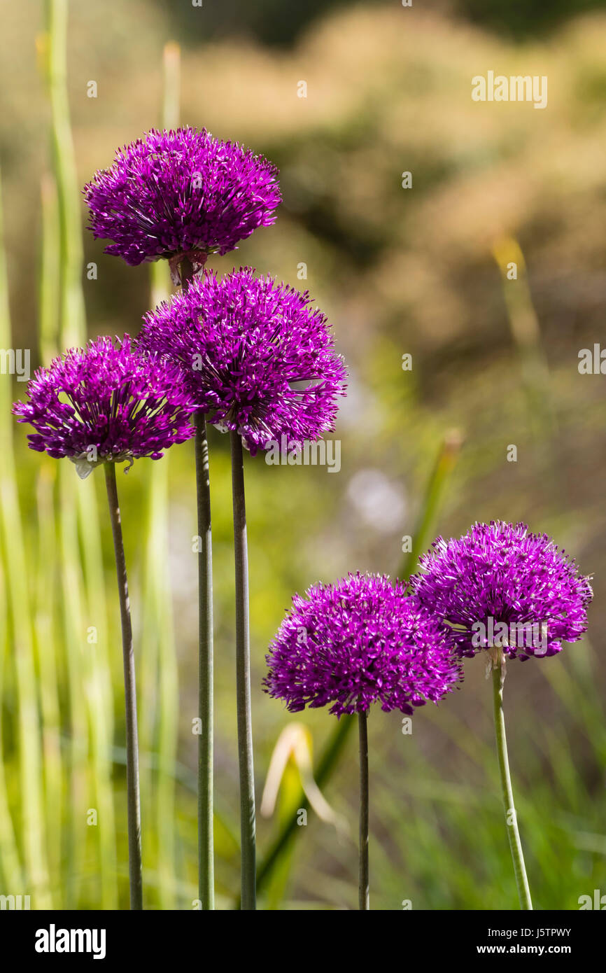 Early summer flower heads of the ornamental bulb, Allium 'Purple Sensation' Stock Photo