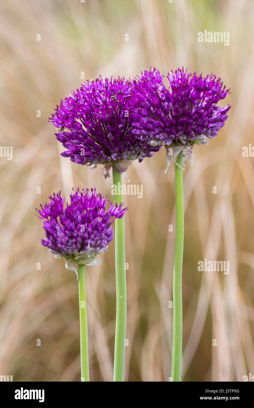 Early summer flower heads of the ornamental bulb, Allium 'Purple Sensation' Stock Photo