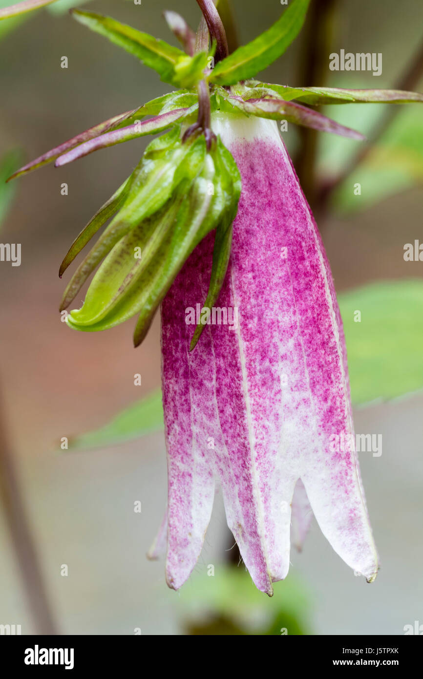 Ornamental white and pink hanging bellflower of the hardy perennial Campanula takesimana 'Elizabeth' Stock Photo