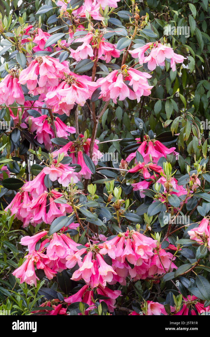 Hanging pink bell flowers of the May blooming evergreen shrub, Rhododendron cinnabarinum 'Waterfall' Stock Photo