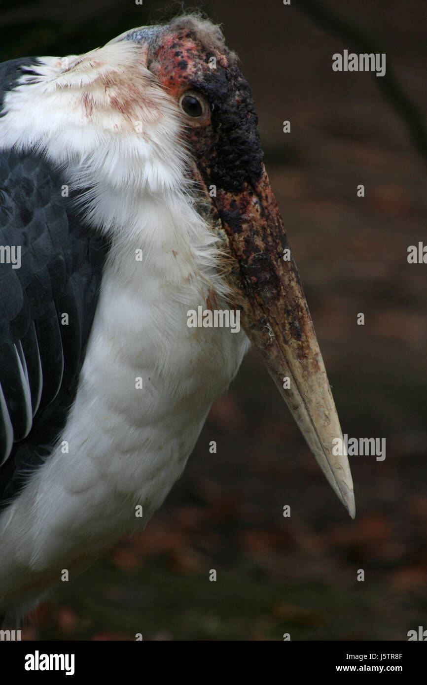 bird birds feathers beak scavenger exotic feathering hurt blood