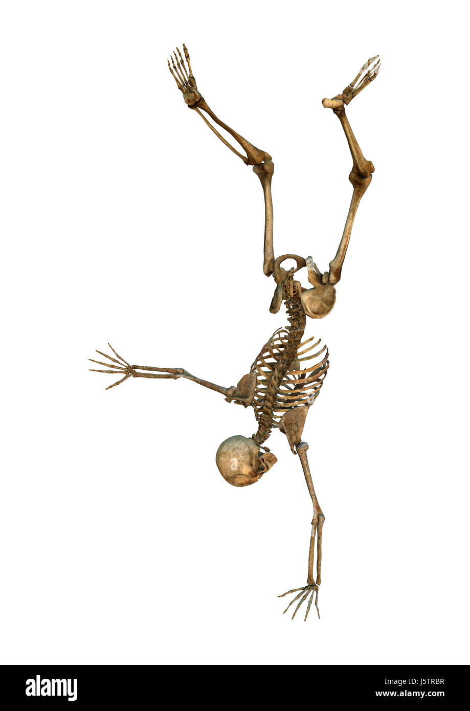 3D rendering of a human skeleton isolated on white background Stock ...