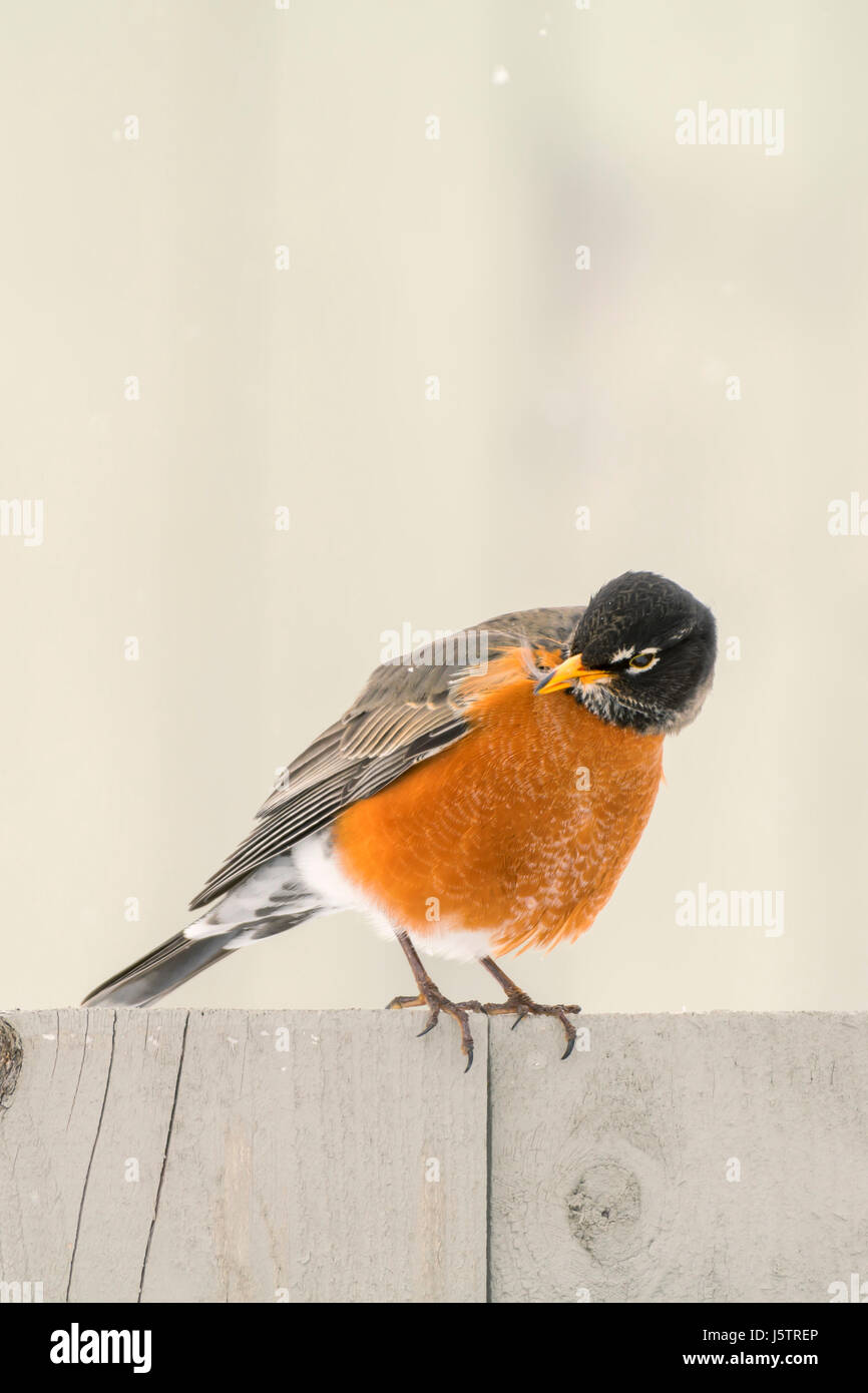 American Robin Stock Photo