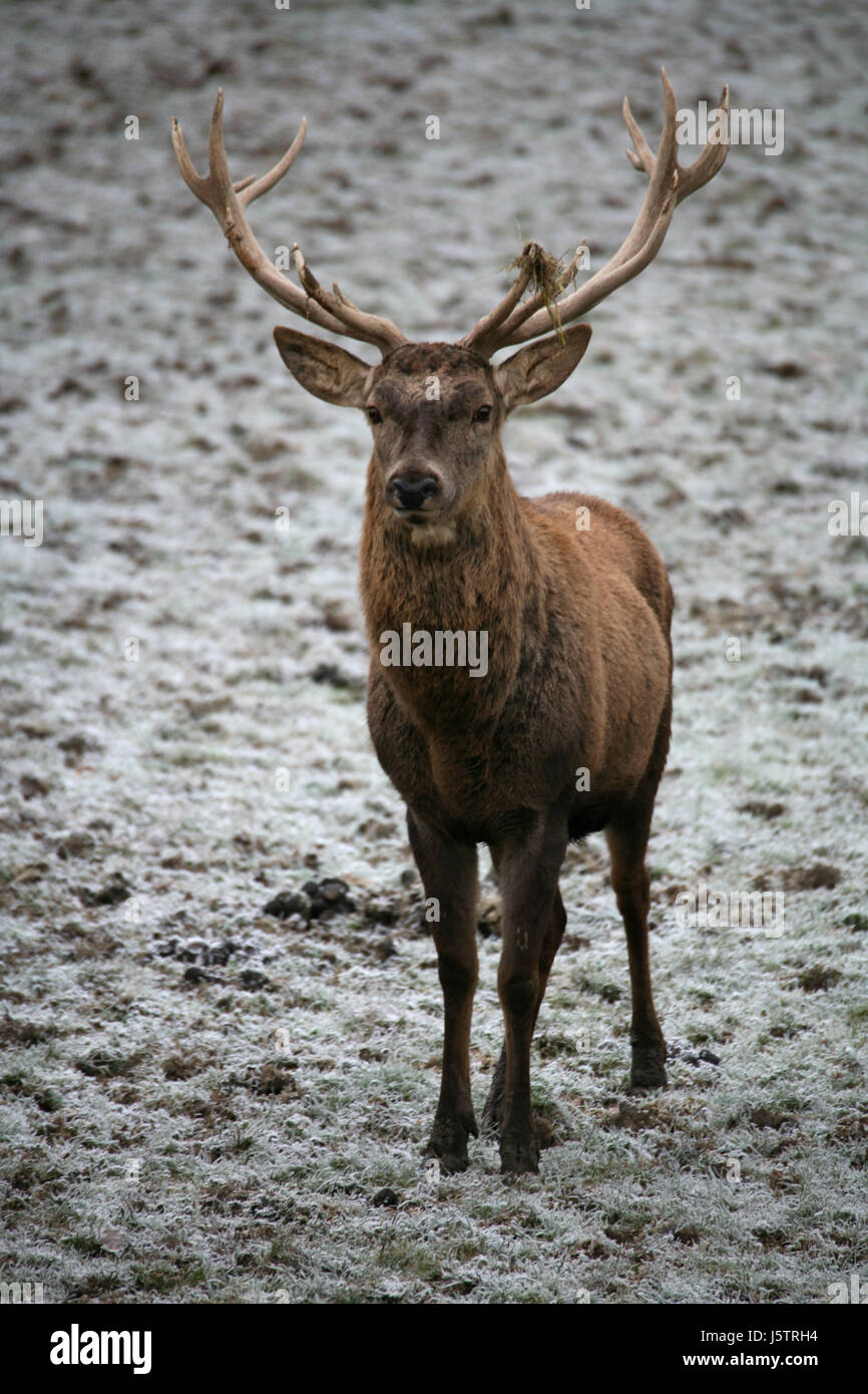 red deer Stock Photo