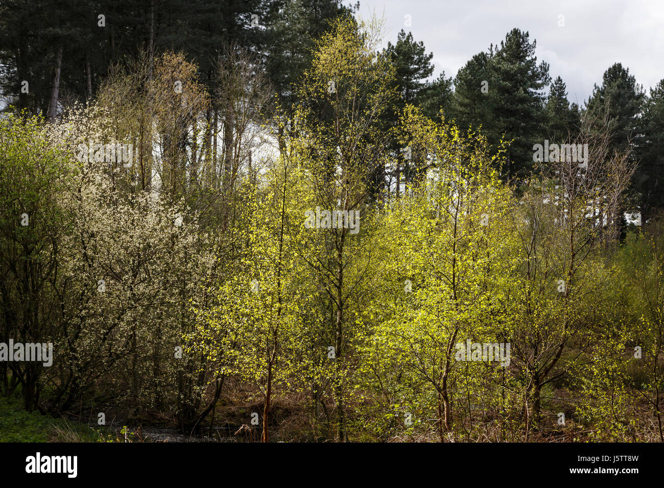 Early spring in Delamere Forest, Cheshire Stock Photo