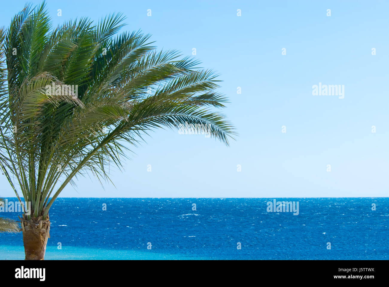 travel tree summer summerly tropical palm salt water sea ocean water blue Stock Photo