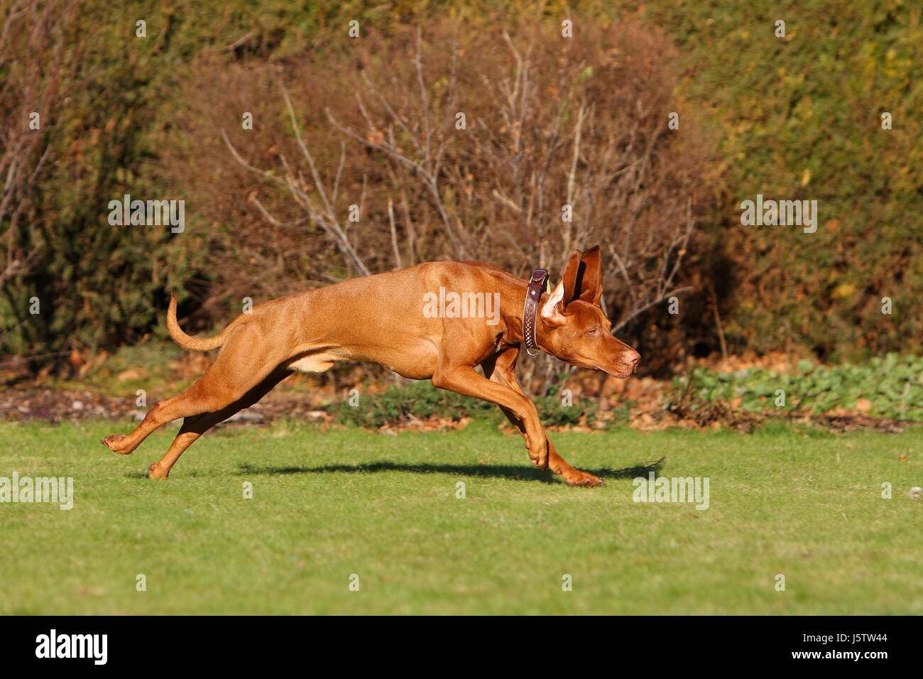 muscles dog hound sport sports run running runs motion postponement moving Stock Photo