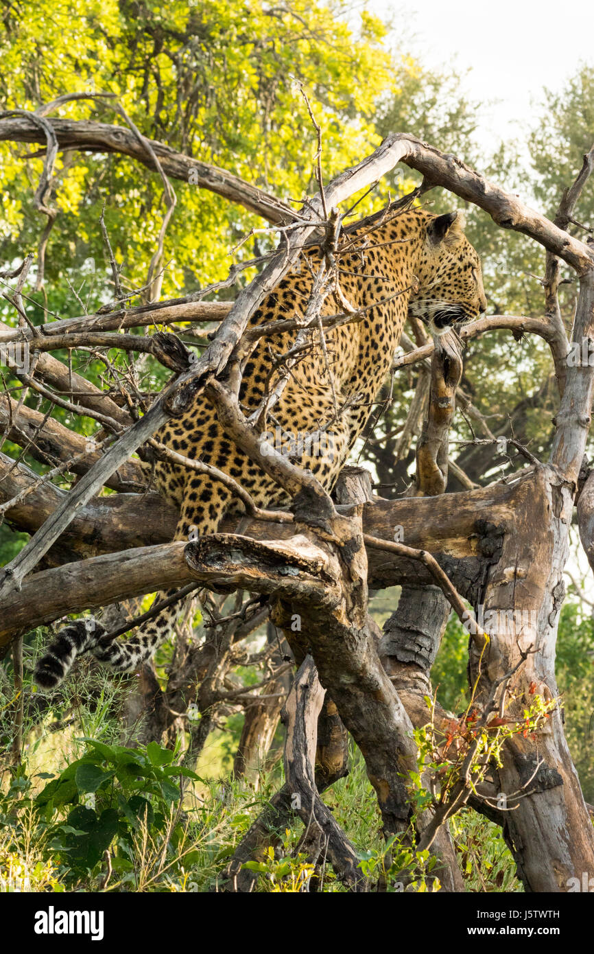Female leopard looking for her two year old cub in Chitabe area of the
