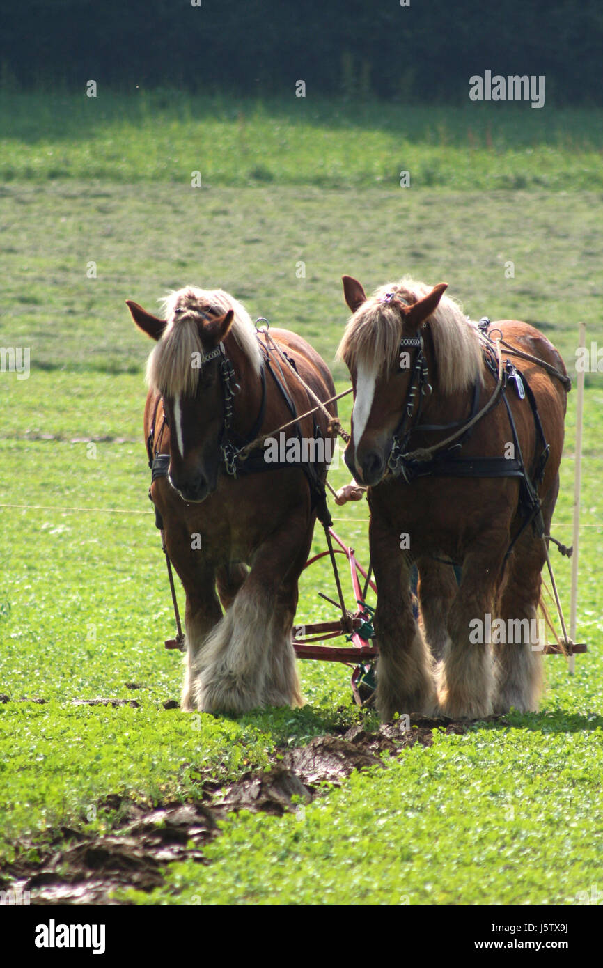 horse agriculture farming cold blooded animal draught horse farm horse