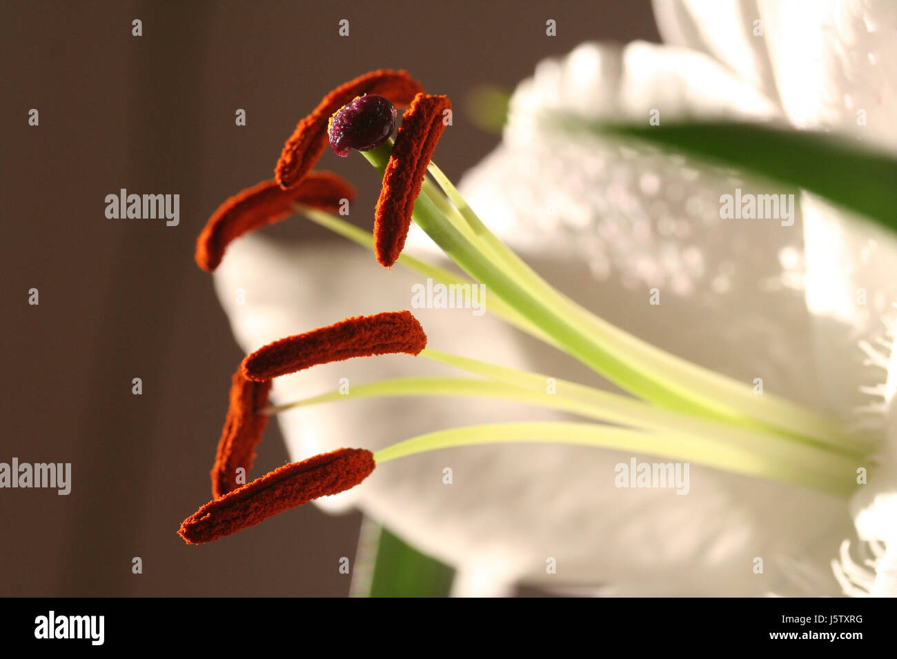 macro close-up macro admission close up view detail lily stamp stamens death Stock Photo