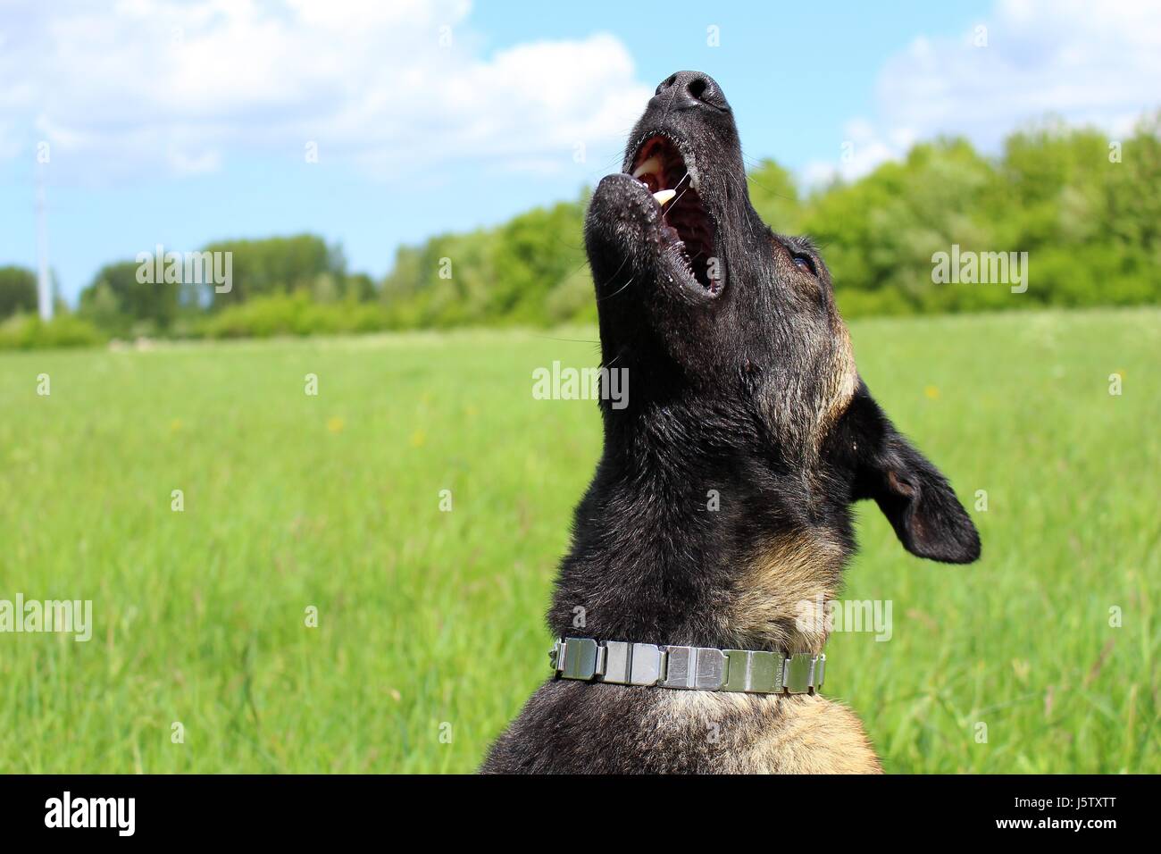 Belgian shepherd dog malinois Stock Photo