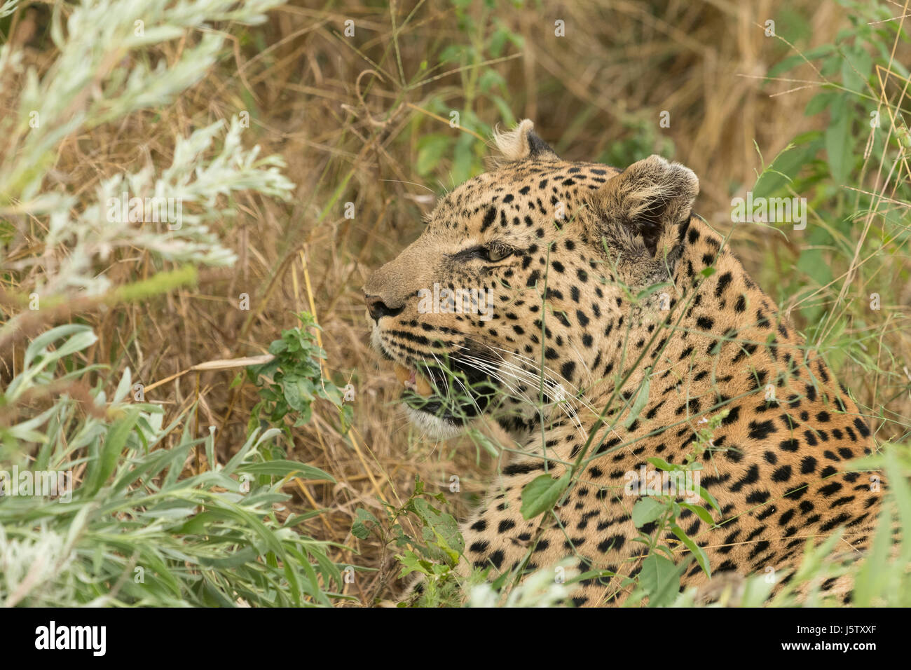 Female leopard  in grass near Chitabe area of the Okavango Delta in Botswana Stock Photo