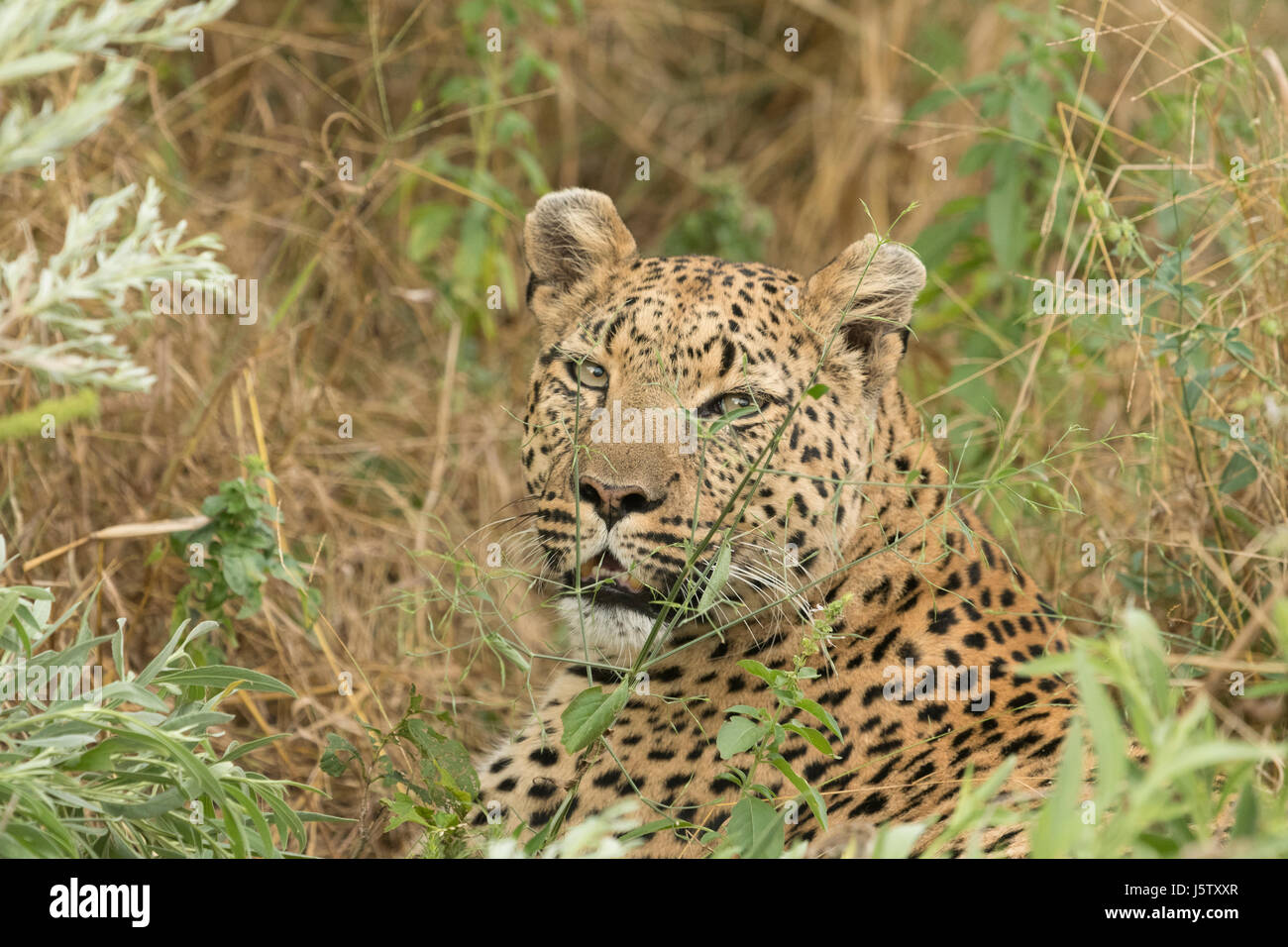 Female leopard  in grass near Chitabe area of the Okavango Delta in Botswana Stock Photo