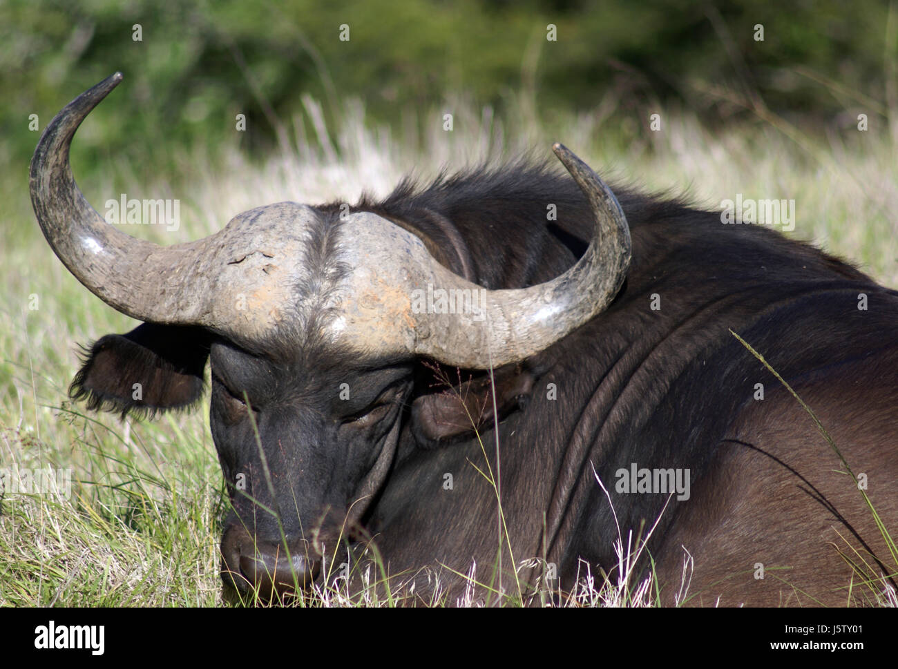 buffalo animal wild horn wildlife south africa cornets buffalo ...