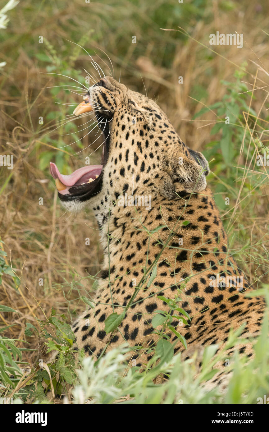 Female leopard  in grass near Chitabe area of the Okavango Delta in Botswana Stock Photo