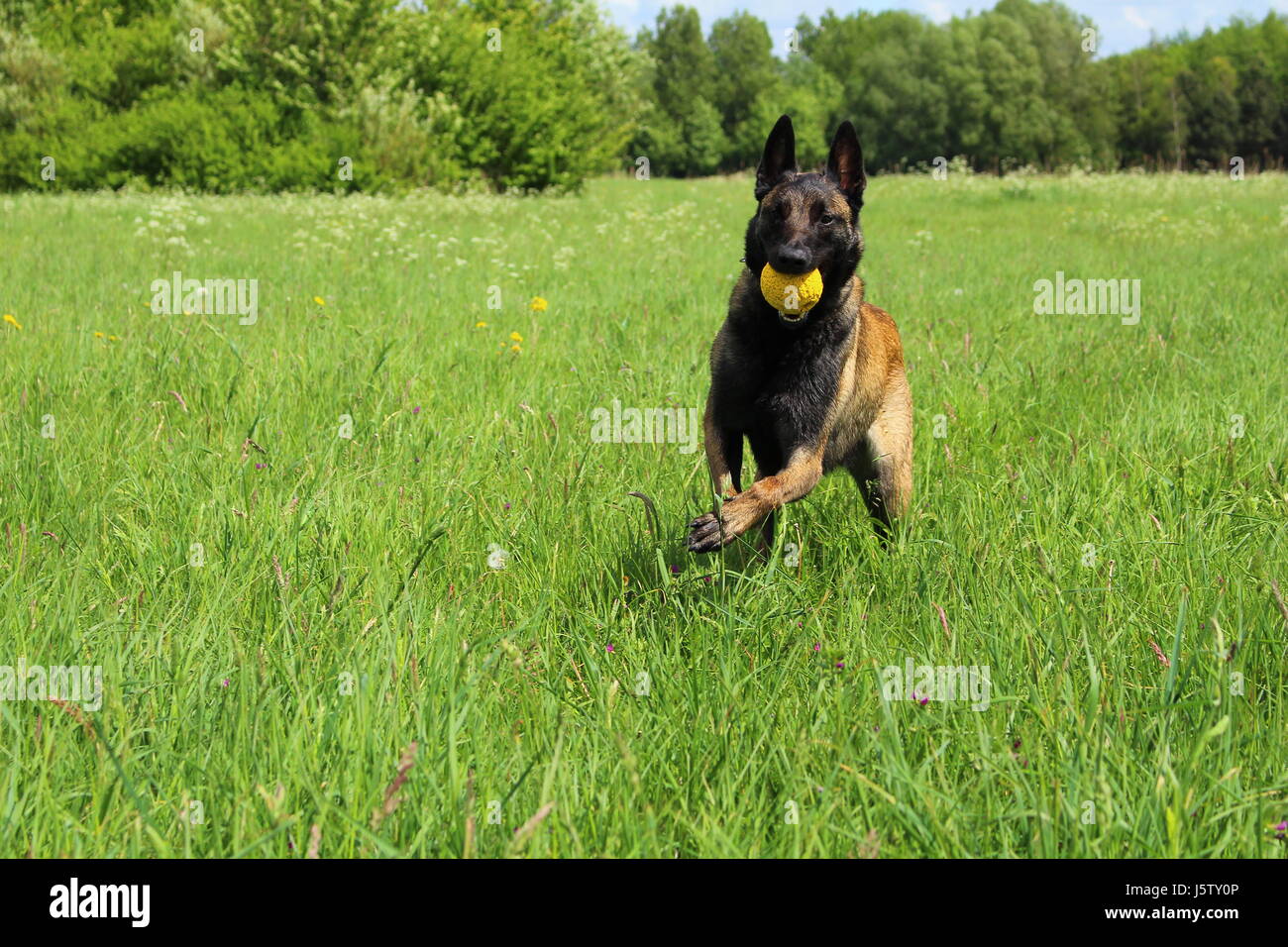 Belgian shepherd dog malinois Stock Photo