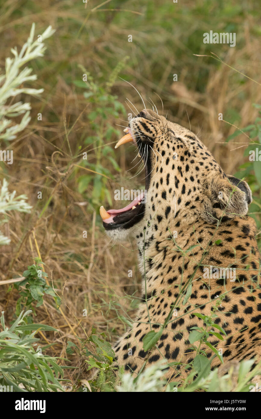 Female leopard  in grass near Chitabe area of the Okavango Delta in Botswana Stock Photo