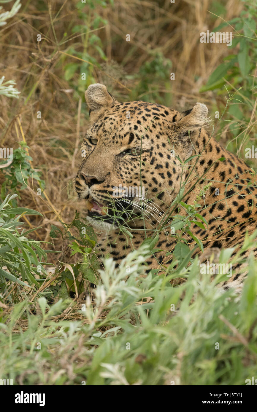 Female leopard  in grass near Chitabe area of the Okavango Delta in Botswana Stock Photo