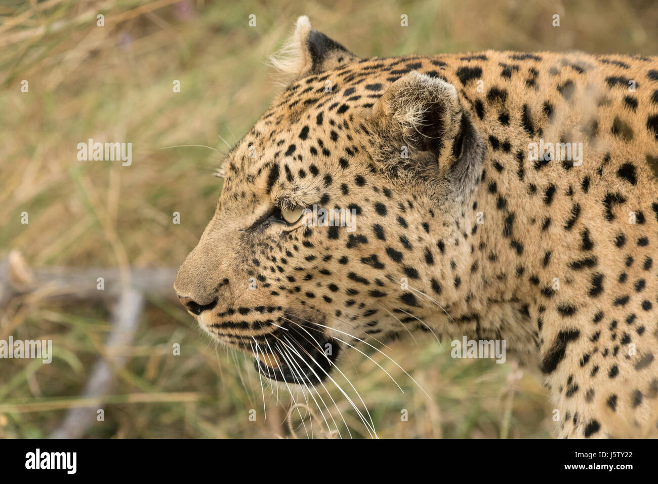 Female leopard  in grass near Chitabe area of the Okavango Delta in Botswana Stock Photo