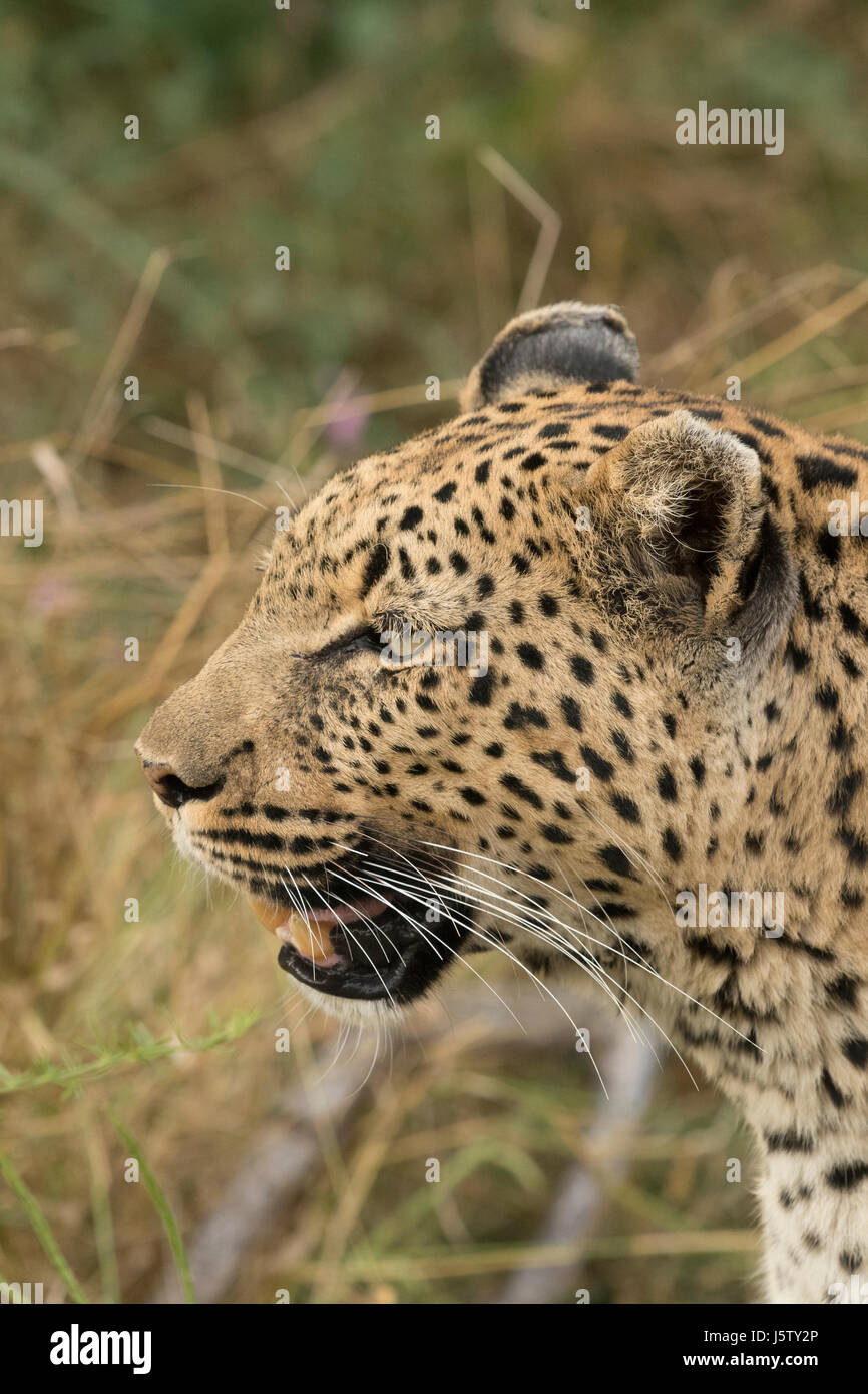 Female leopard  in grass near Chitabe area of the Okavango Delta in Botswana Stock Photo