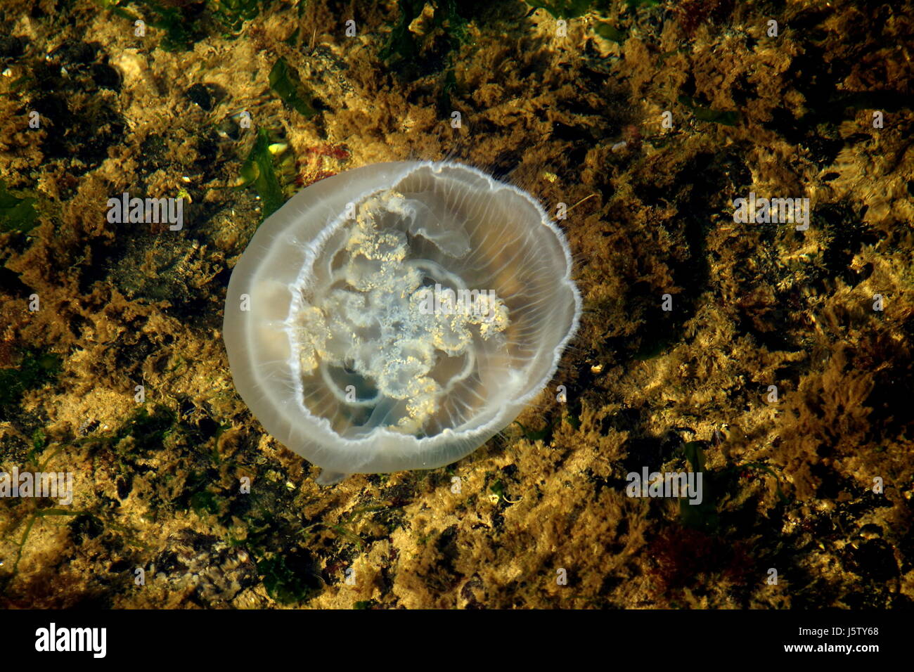 a jellyfish in the water Stock Photo