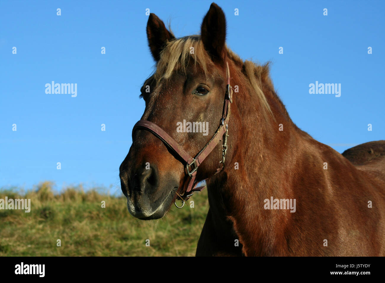 horse cold blooded animal draught horse workhorse farm horse bucolic animal Stock Photo