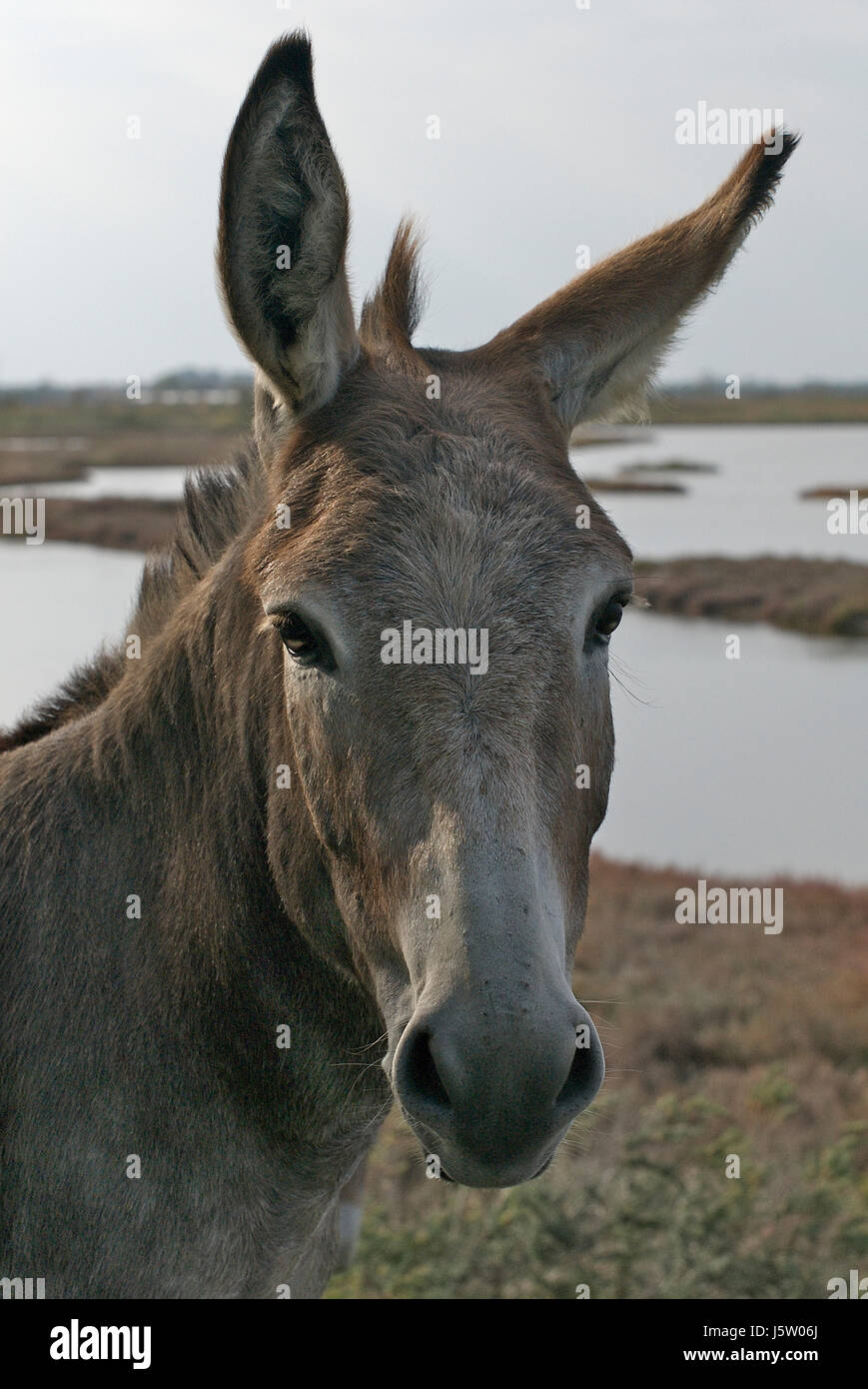 ears horse stallion donkey mule muzzle head wild ears horse stallion
