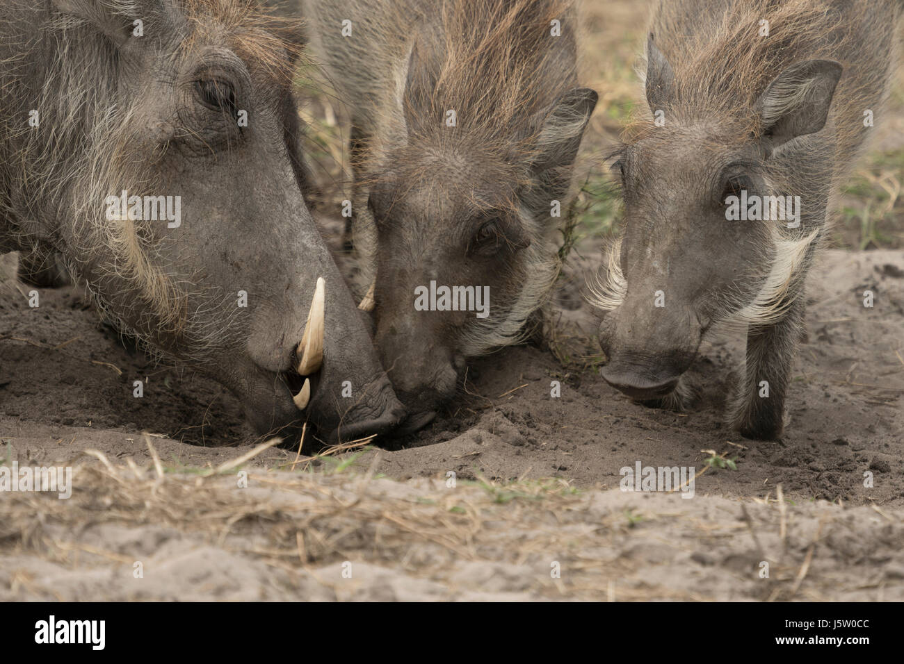 Warthogs fighting in the Okavango Delta Stock Photo