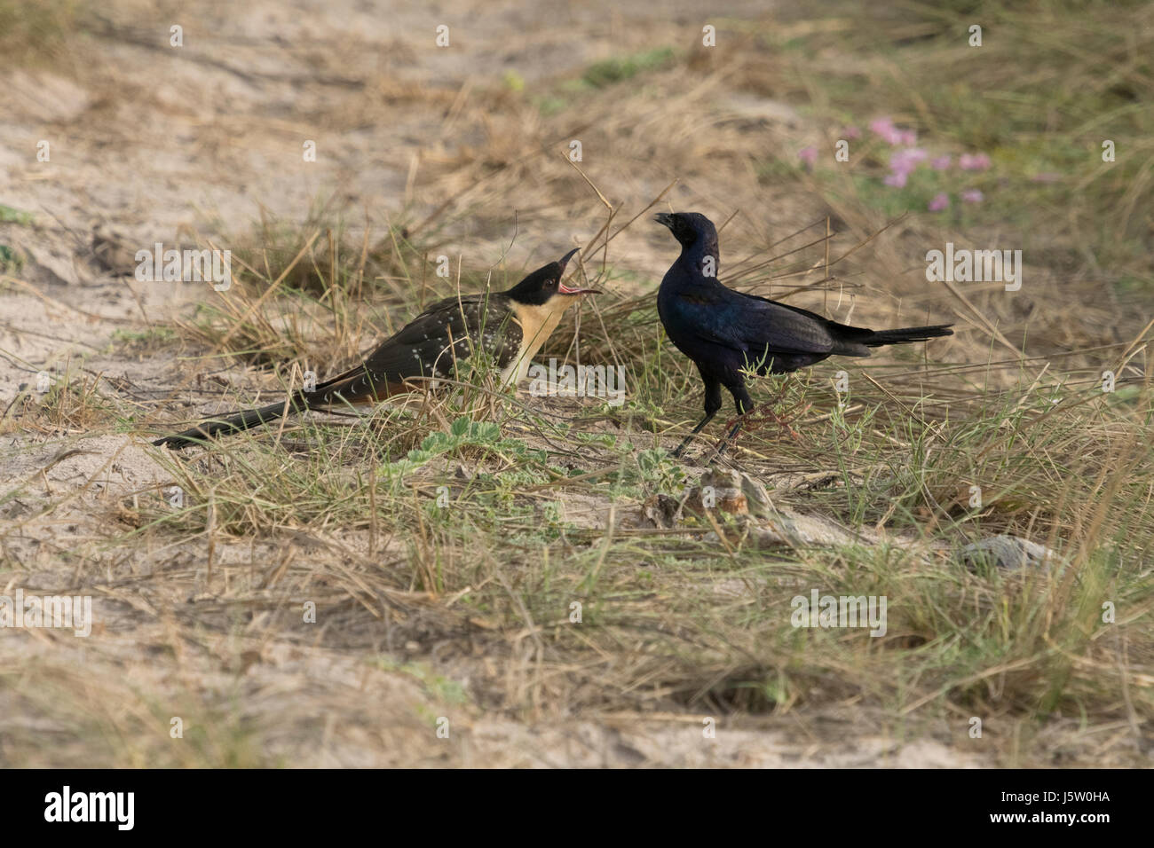 Long tail starling (Lamprotornis caudatus) feeding great spotted cuckoo (Clamato glandarius) Stock Photo