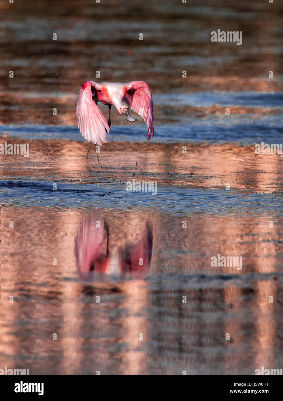 Roseate spoonbill flies over water reflecting morning light Stock Photo ...