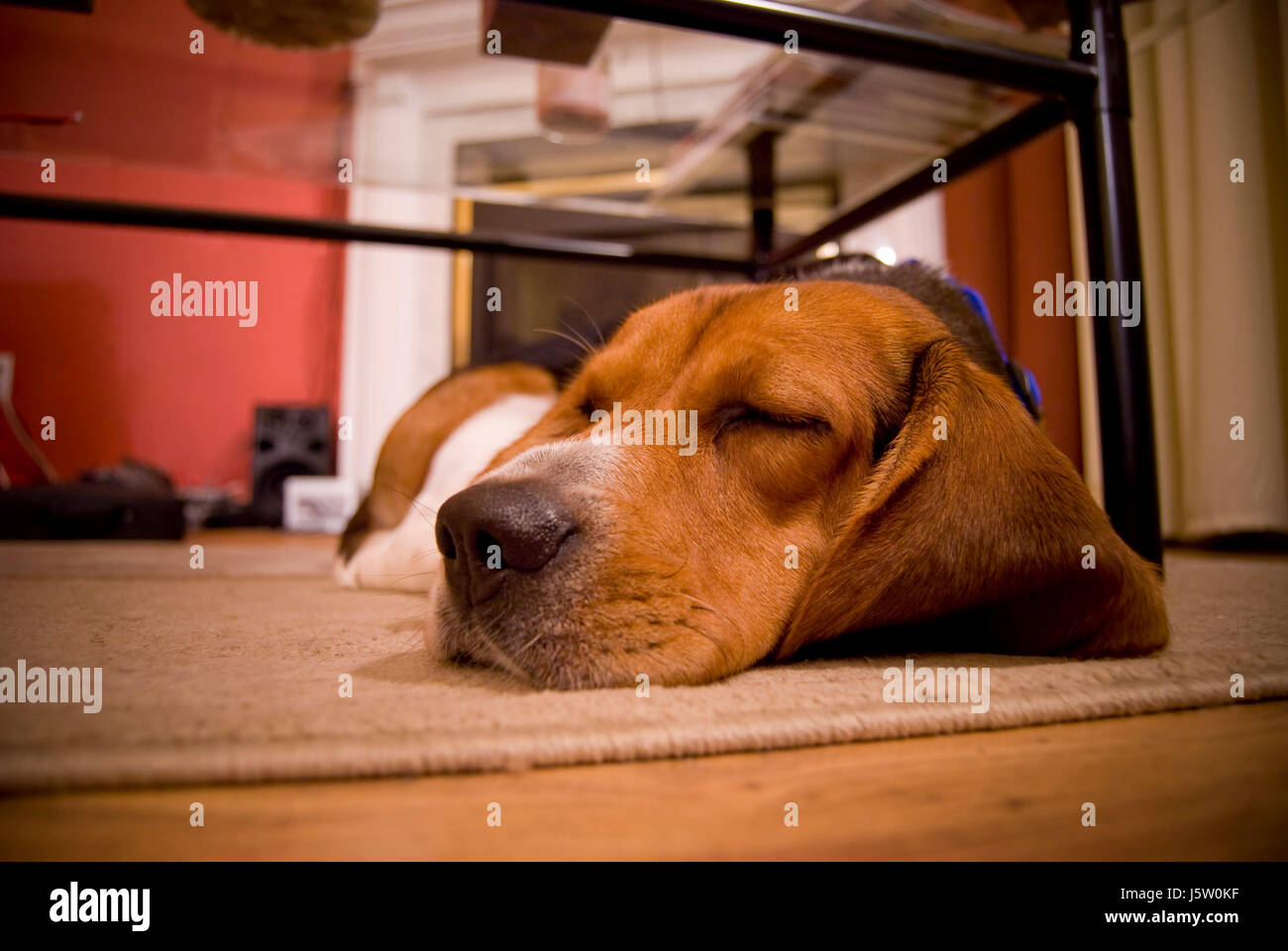 brown brownish brunette ears dog homey domestic canine companion beagle Stock Photo