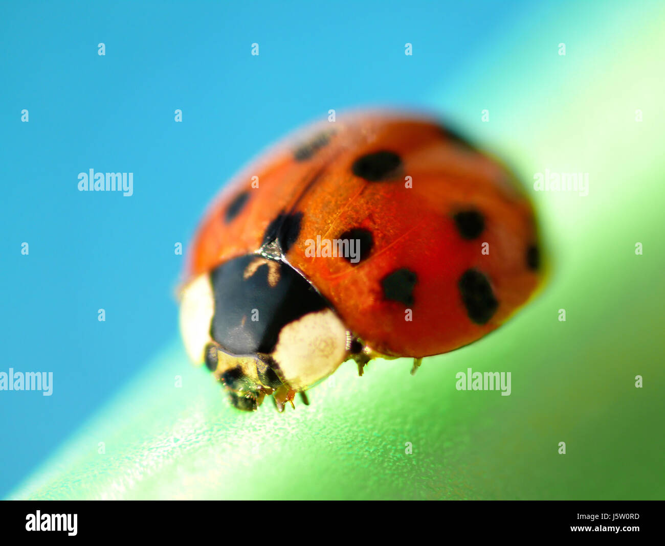 beetle ladybug blue macro close-up macro admission close up view insect green Stock Photo