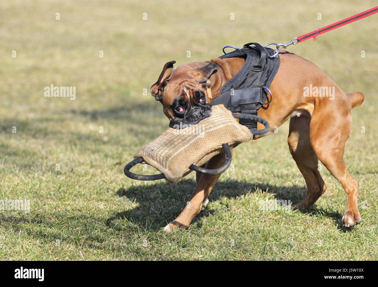boxer schutzhund